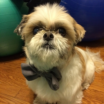 Office Dog and Greeter